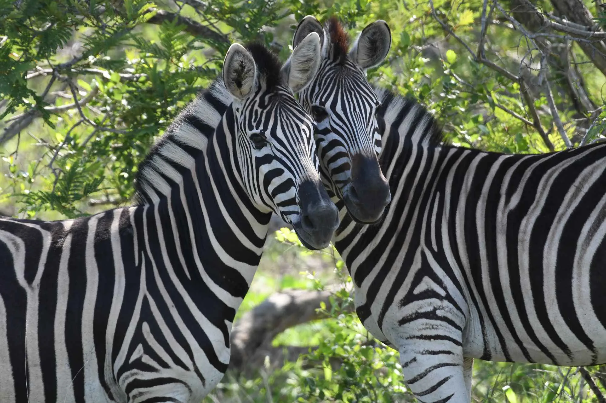 South Africa – Kruger National Park